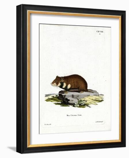 Black-Bellied Hamster-null-Framed Giclee Print