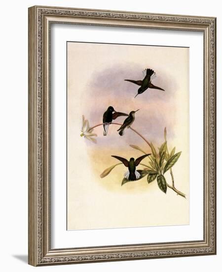 Black-Bellied Hummingbird, Callipharus Nigriventris-John Gould-Framed Giclee Print