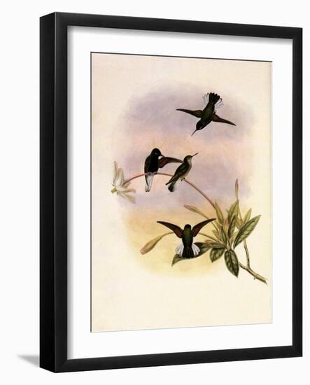 Black-Bellied Hummingbird, Callipharus Nigriventris-John Gould-Framed Giclee Print