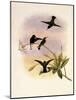 Black-Bellied Hummingbird, Callipharus Nigriventris-John Gould-Mounted Giclee Print