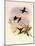 Black-Bellied Hummingbird, Callipharus Nigriventris-John Gould-Mounted Giclee Print