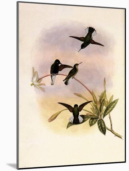 Black-Bellied Hummingbird, Callipharus Nigriventris-John Gould-Mounted Giclee Print