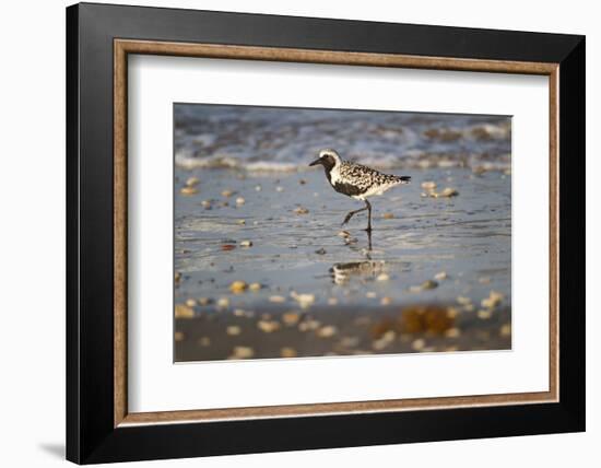Black-bellied plover walking on wet beach.-Larry Ditto-Framed Photographic Print
