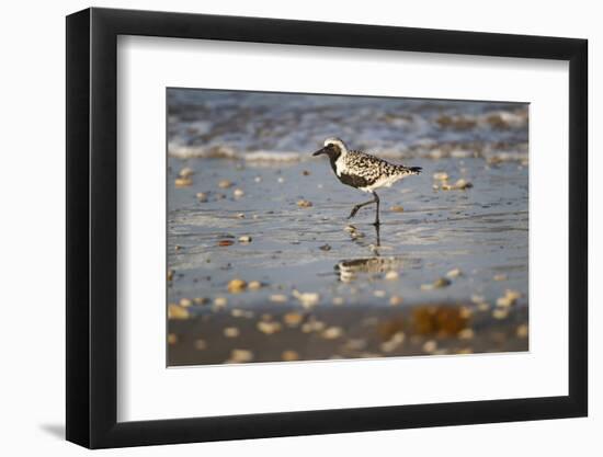 Black-bellied plover walking on wet beach.-Larry Ditto-Framed Photographic Print