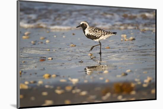 Black-bellied plover walking on wet beach.-Larry Ditto-Mounted Photographic Print