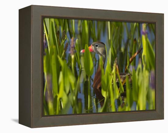 Black-Bellied Whistling Duck in Pickerel Weed, Dendrocygna Autumnalis, Viera Wetlands, Florida, USA-Maresa Pryor-Framed Premier Image Canvas