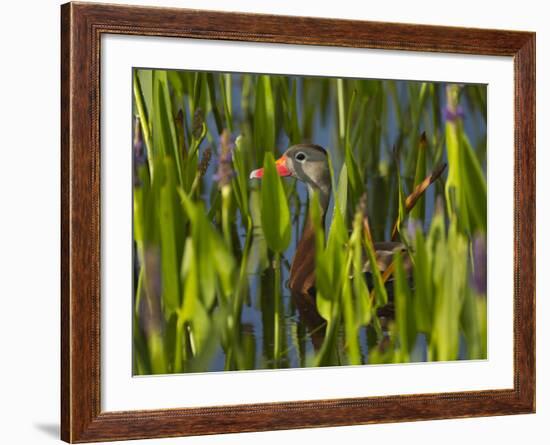 Black-Bellied Whistling Duck in Pickerel Weed, Dendrocygna Autumnalis, Viera Wetlands, Florida, USA-Maresa Pryor-Framed Photographic Print