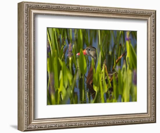 Black-Bellied Whistling Duck in Pickerel Weed, Dendrocygna Autumnalis, Viera Wetlands, Florida, USA-Maresa Pryor-Framed Photographic Print