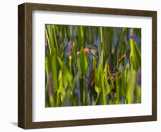 Black-Bellied Whistling Duck in Pickerel Weed, Dendrocygna Autumnalis, Viera Wetlands, Florida, USA-Maresa Pryor-Framed Photographic Print