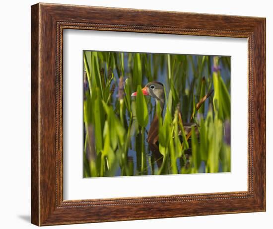 Black-Bellied Whistling Duck in Pickerel Weed, Dendrocygna Autumnalis, Viera Wetlands, Florida, USA-Maresa Pryor-Framed Photographic Print