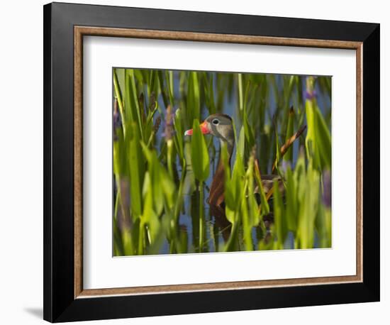 Black-Bellied Whistling Duck in Pickerel Weed, Dendrocygna Autumnalis, Viera Wetlands, Florida, USA-Maresa Pryor-Framed Photographic Print