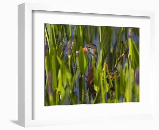 Black-Bellied Whistling Duck in Pickerel Weed, Dendrocygna Autumnalis, Viera Wetlands, Florida, USA-Maresa Pryor-Framed Photographic Print