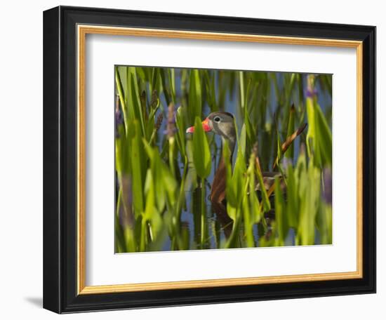 Black-Bellied Whistling Duck in Pickerel Weed, Dendrocygna Autumnalis, Viera Wetlands, Florida, USA-Maresa Pryor-Framed Photographic Print