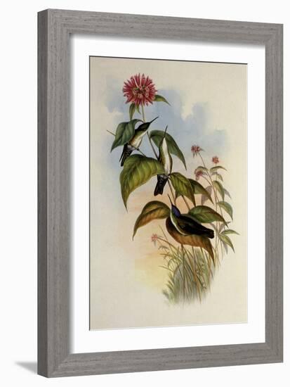 Black-Billed Azure-Crown, Cyanomyia Cyanocephala-John Gould-Framed Giclee Print