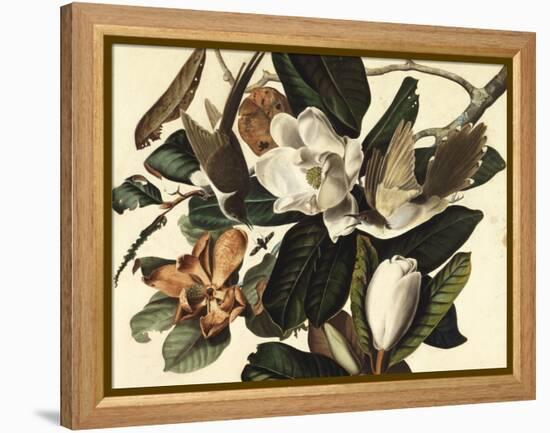 Black-Billed Cuckoo, 1822-John James Audubon-Framed Premier Image Canvas