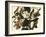 Black-Billed Cuckoo, 1822-John James Audubon-Framed Giclee Print