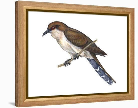 Black-Billed Cuckoo (Coccyzus Erythropthalmus), Birds-Encyclopaedia Britannica-Framed Stretched Canvas