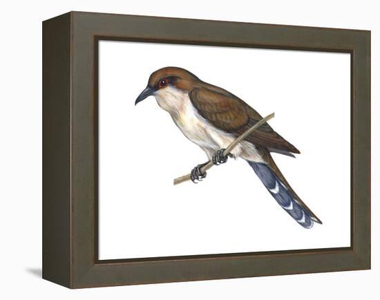 Black-Billed Cuckoo (Coccyzus Erythropthalmus), Birds-Encyclopaedia Britannica-Framed Stretched Canvas