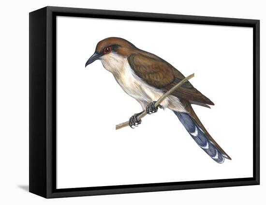 Black-Billed Cuckoo (Coccyzus Erythropthalmus), Birds-Encyclopaedia Britannica-Framed Stretched Canvas