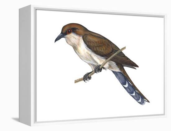 Black-Billed Cuckoo (Coccyzus Erythropthalmus), Birds-Encyclopaedia Britannica-Framed Stretched Canvas
