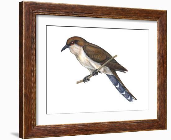 Black-Billed Cuckoo (Coccyzus Erythropthalmus), Birds-Encyclopaedia Britannica-Framed Art Print