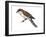 Black-Billed Cuckoo (Coccyzus Erythropthalmus), Birds-Encyclopaedia Britannica-Framed Art Print