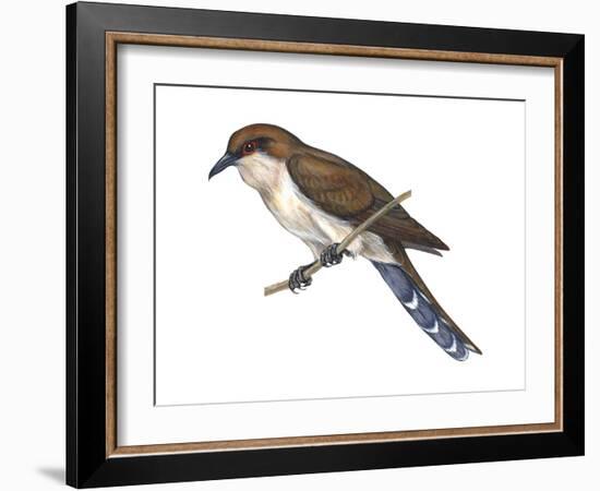 Black-Billed Cuckoo (Coccyzus Erythropthalmus), Birds-Encyclopaedia Britannica-Framed Art Print