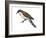 Black-Billed Cuckoo (Coccyzus Erythropthalmus), Birds-Encyclopaedia Britannica-Framed Art Print