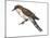 Black-Billed Cuckoo (Coccyzus Erythropthalmus), Birds-Encyclopaedia Britannica-Mounted Art Print