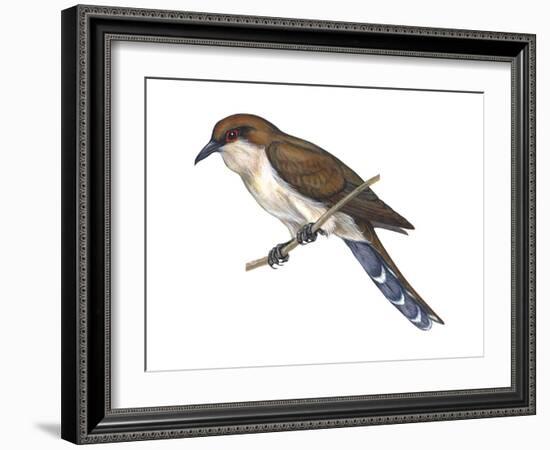 Black-Billed Cuckoo (Coccyzus Erythropthalmus), Birds-Encyclopaedia Britannica-Framed Art Print