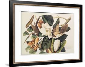 Black-Billed Cuckoo on Magnolia Grandiflora, 1828-John James Audubon-Framed Giclee Print