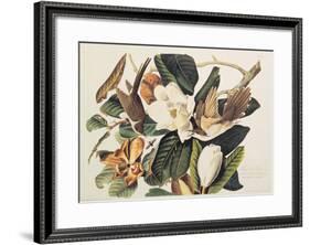 Black-Billed Cuckoo on Magnolia Grandiflora, 1828-John James Audubon-Framed Giclee Print