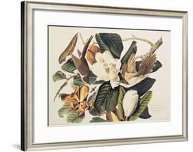 Black-Billed Cuckoo on Magnolia Grandiflora, 1828-John James Audubon-Framed Giclee Print