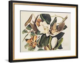 Black-Billed Cuckoo on Magnolia Grandiflora, 1828-John James Audubon-Framed Giclee Print