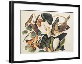 Black-Billed Cuckoo on Magnolia Grandiflora, 1828-John James Audubon-Framed Giclee Print
