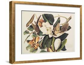 Black-Billed Cuckoo on Magnolia Grandiflora, 1828-John James Audubon-Framed Giclee Print