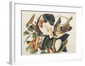 Black-Billed Cuckoo on Magnolia Grandiflora, 1828-John James Audubon-Framed Giclee Print