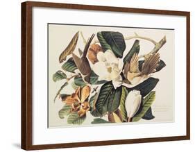 Black-Billed Cuckoo on Magnolia Grandiflora, 1828-John James Audubon-Framed Giclee Print