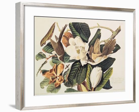 Black-Billed Cuckoo on Magnolia Grandiflora, 1828-John James Audubon-Framed Giclee Print