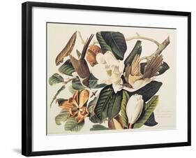 Black-Billed Cuckoo on Magnolia Grandiflora, 1828-John James Audubon-Framed Giclee Print