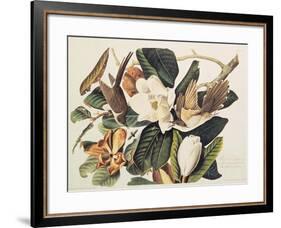 Black-Billed Cuckoo on Magnolia Grandiflora, 1828-John James Audubon-Framed Giclee Print