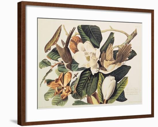 Black-Billed Cuckoo on Magnolia Grandiflora, 1828-John James Audubon-Framed Giclee Print