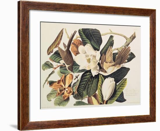 Black-Billed Cuckoo on Magnolia Grandiflora, 1828-John James Audubon-Framed Giclee Print