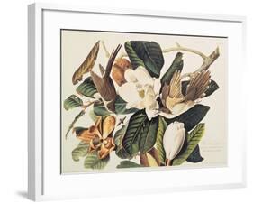 Black-Billed Cuckoo on Magnolia Grandiflora, 1828-John James Audubon-Framed Giclee Print