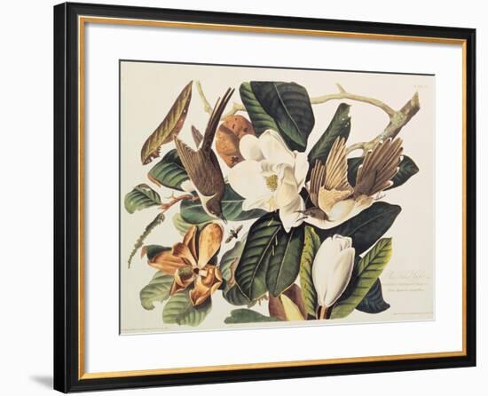 Black-Billed Cuckoo on Magnolia Grandiflora, 1828-John James Audubon-Framed Giclee Print