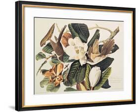 Black-Billed Cuckoo on Magnolia Grandiflora, 1828-John James Audubon-Framed Giclee Print