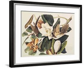 Black-Billed Cuckoo on Magnolia Grandiflora, 1828-John James Audubon-Framed Giclee Print