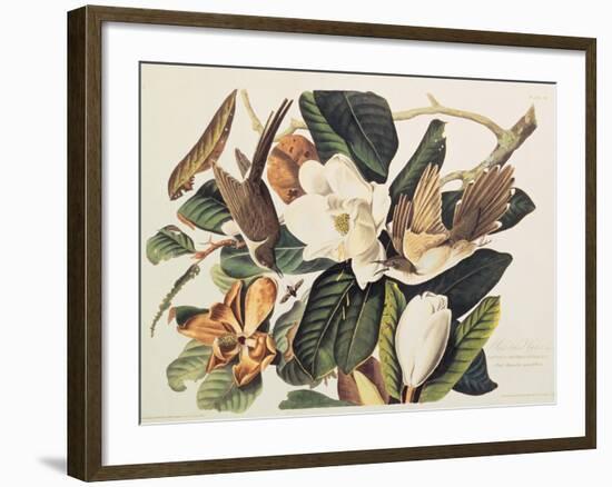 Black-Billed Cuckoo on Magnolia Grandiflora, 1828-John James Audubon-Framed Giclee Print