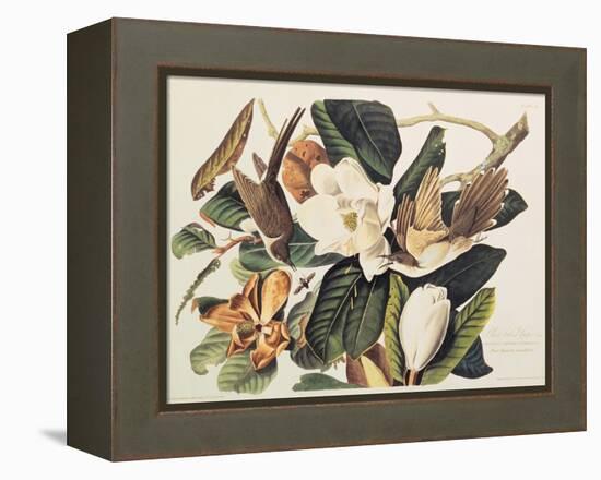 Black-Billed Cuckoo on Magnolia Grandiflora, 1828-John James Audubon-Framed Premier Image Canvas