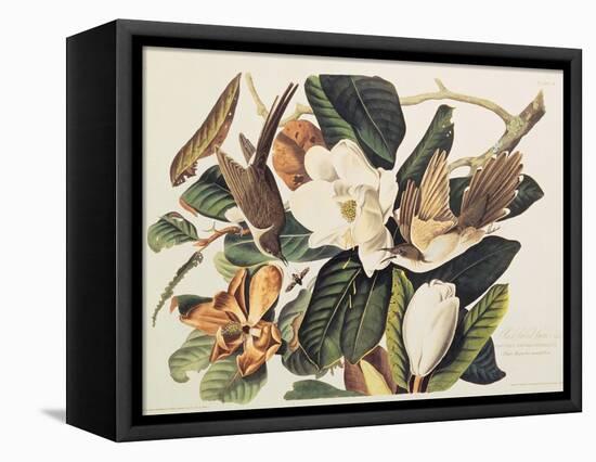 Black-Billed Cuckoo on Magnolia Grandiflora, 1828-John James Audubon-Framed Premier Image Canvas